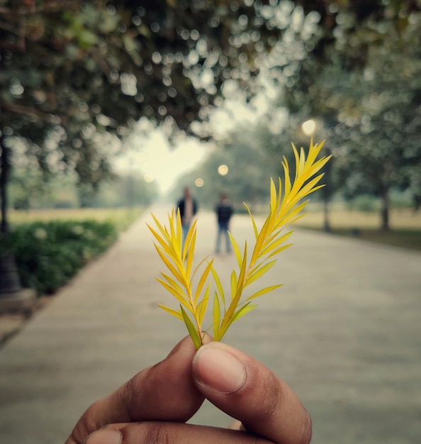 Hands holding a sapling growing from coins, against a blurred background of nature, representing the long-term growth of an HSA.